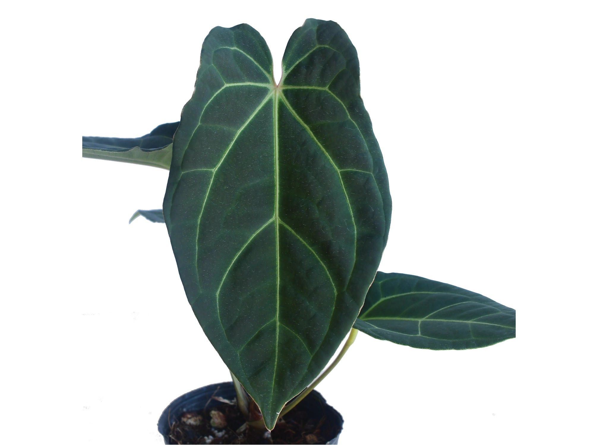 anthurium magnificent girl Anthurium Magnificent Girl x Anth. Eureka