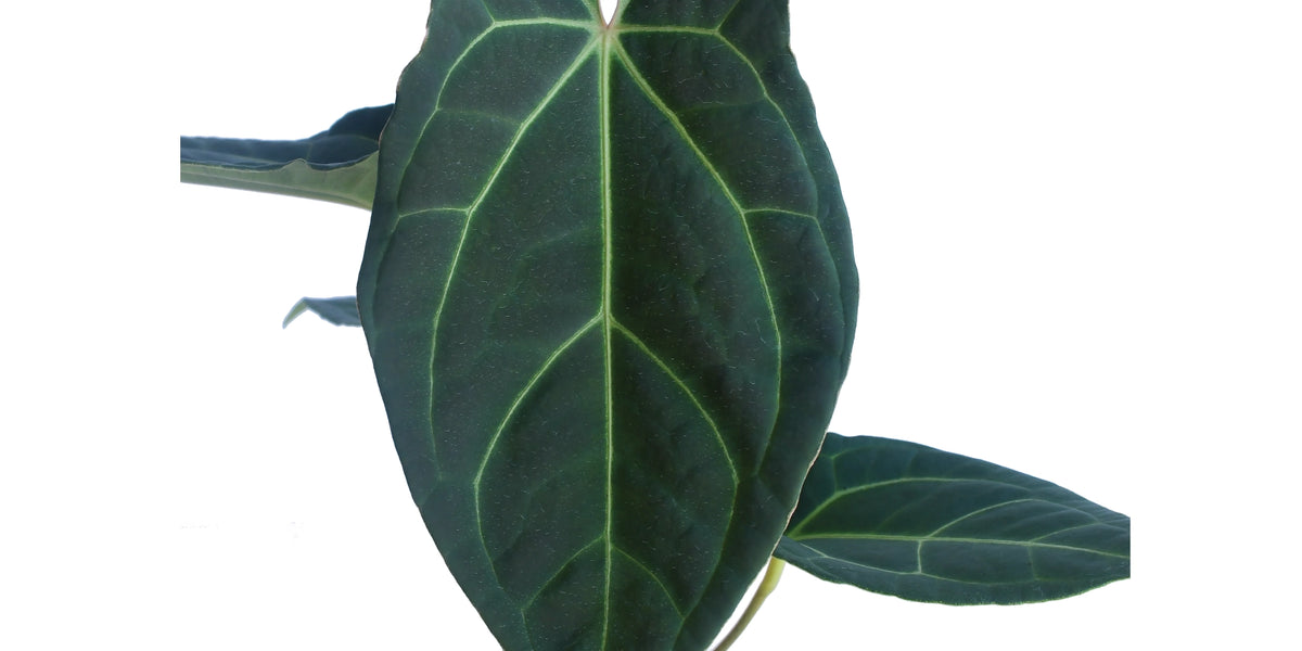 Anthurium Magnificent Girl x Anth. Eureka - Heart-Shaped Tropical