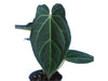Anthurium Magnificent Girl x Anth. Eureka