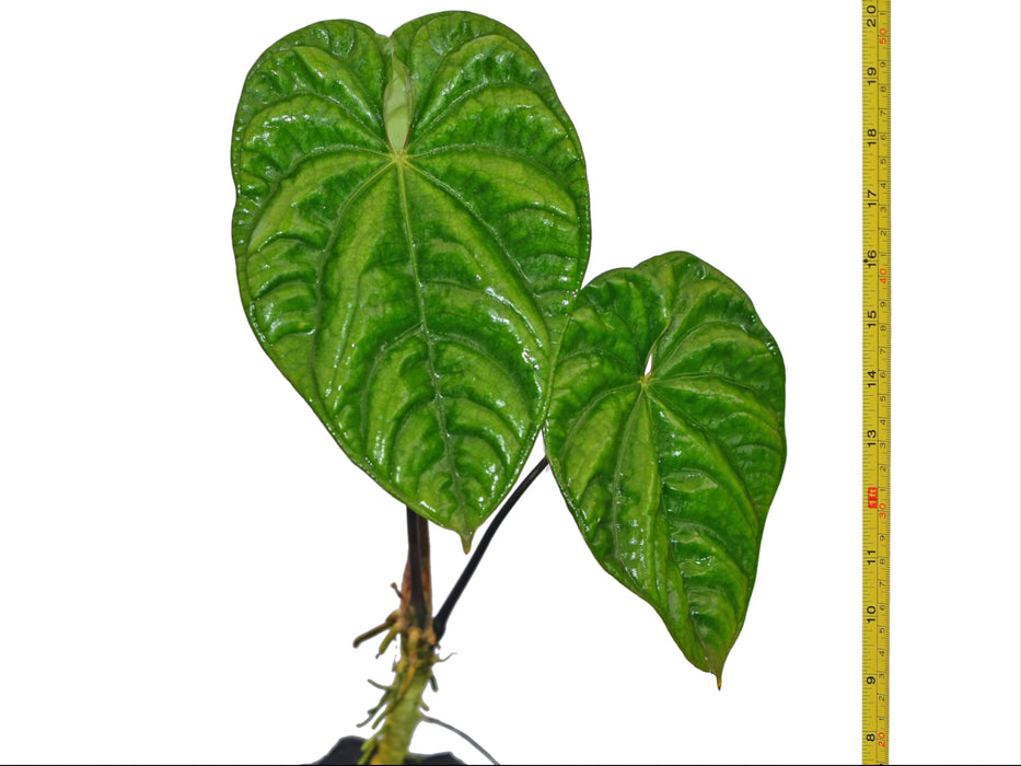 Anthurium altaverapazense