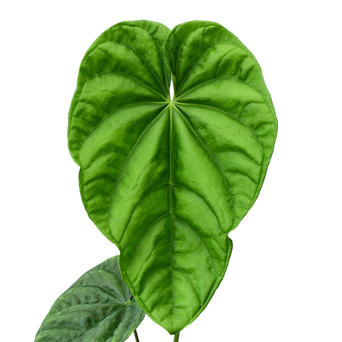 anthurium gymnopus 4 Anthurium altaverapazense (XS)
