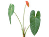 Anthurium andraeanum