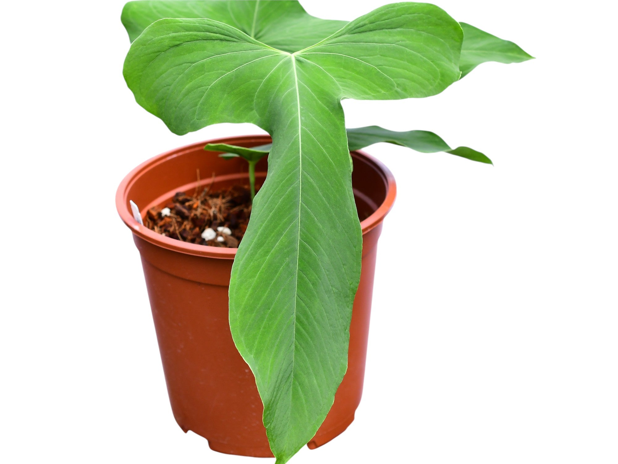 anthurium argyros tachyum Anthurium argyrostachyum 'Goat'