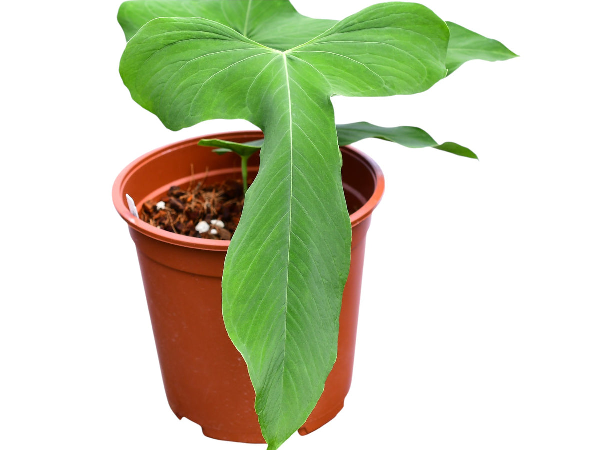 anthurium argyrostachyum Anthurium argyrostachyum 'Goat'