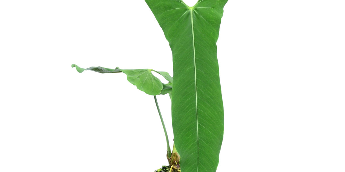 Anthurium argyrostachyum 'Velvety'