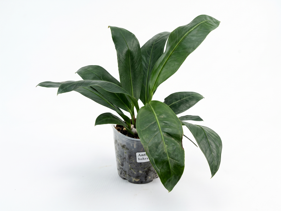 Anthurium bakeri aff