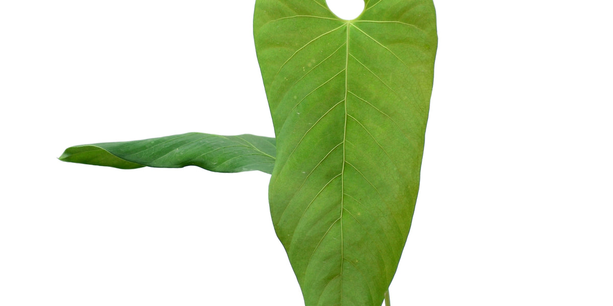 Anthurium balaoanum