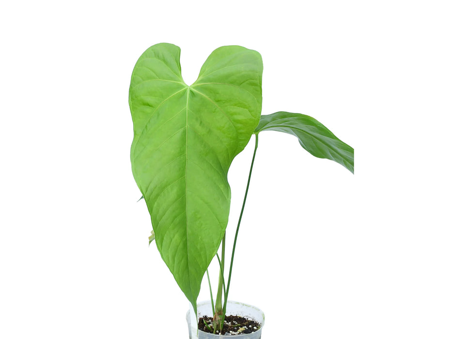 anthurium balaoanum Anthurium balaoanum