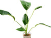 Anthurium batistae cf