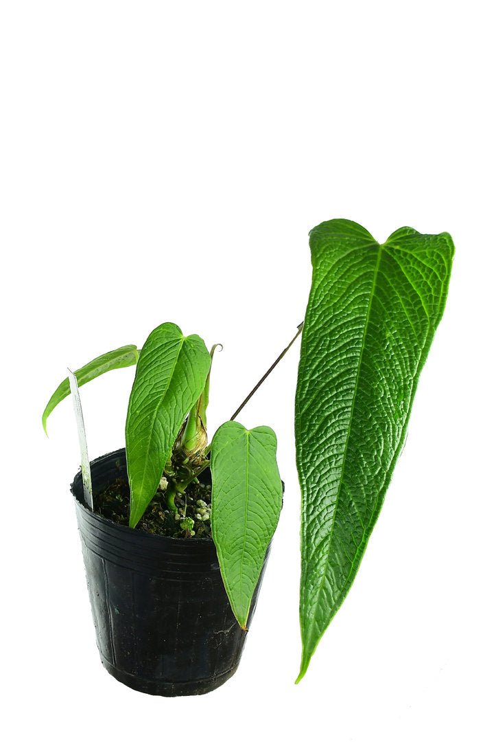 Anthurium bernalii (seedling) — Ecuagenera USA Corp