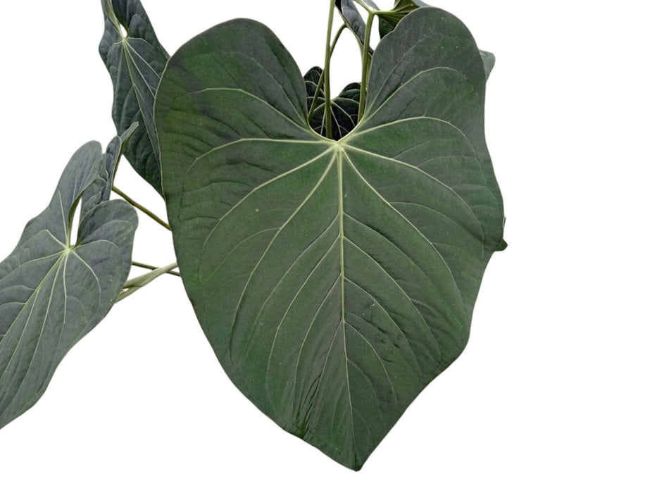 Anthurium besseae 'Green Zafire'