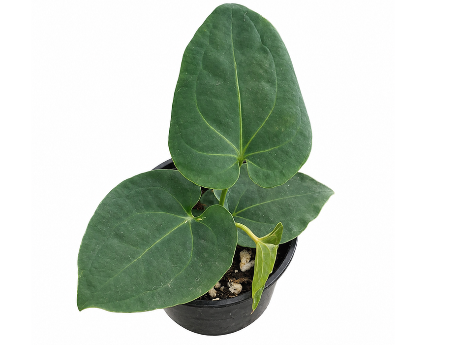 Anthurium besseae 'Green Zafire' (seedling)