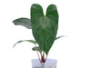 Anthurium besseae 'Umbra'
