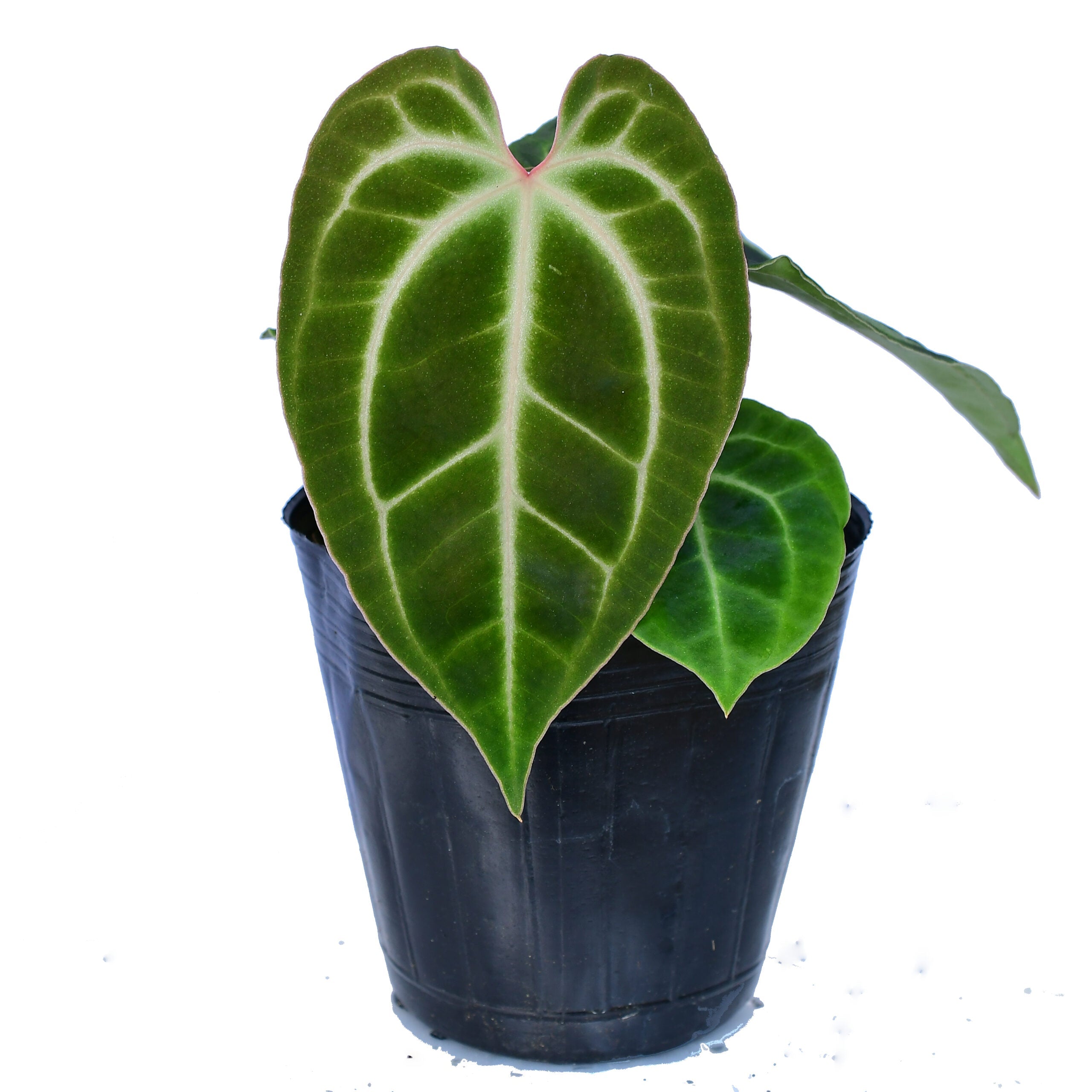 Anthurium besseae aff (seedling) — Ecuagenera USA Corp