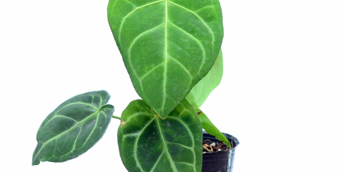 Anthurium_besseae_aff_medium.