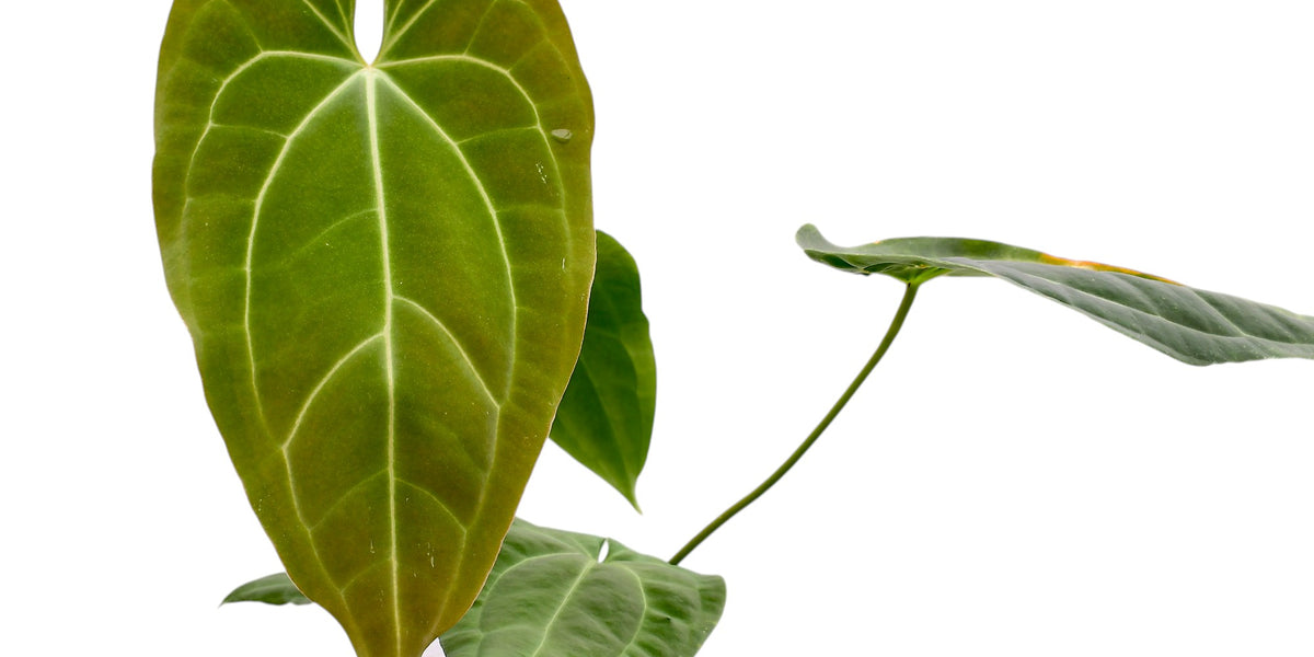 Anthurium besseae aff x Velvety Night (rec.) – Dark Velvety