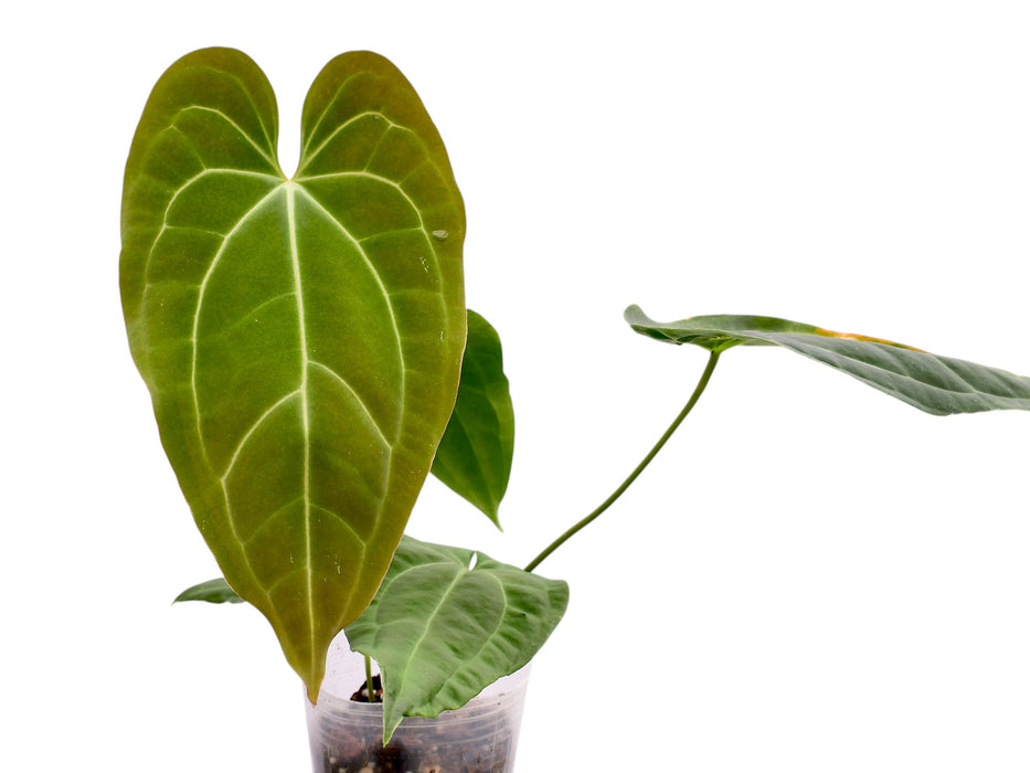 Anthurium besseae aff x Anthurium Crystal Dress