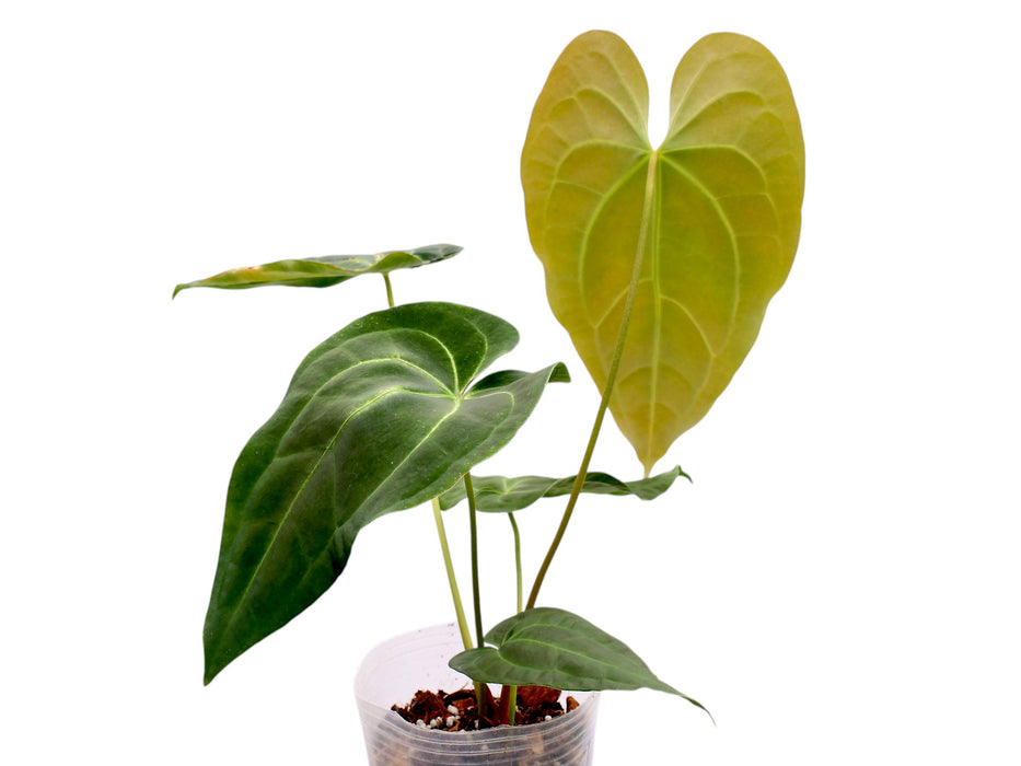 Anthurium besseae aff x Anthurium Crystal Dress