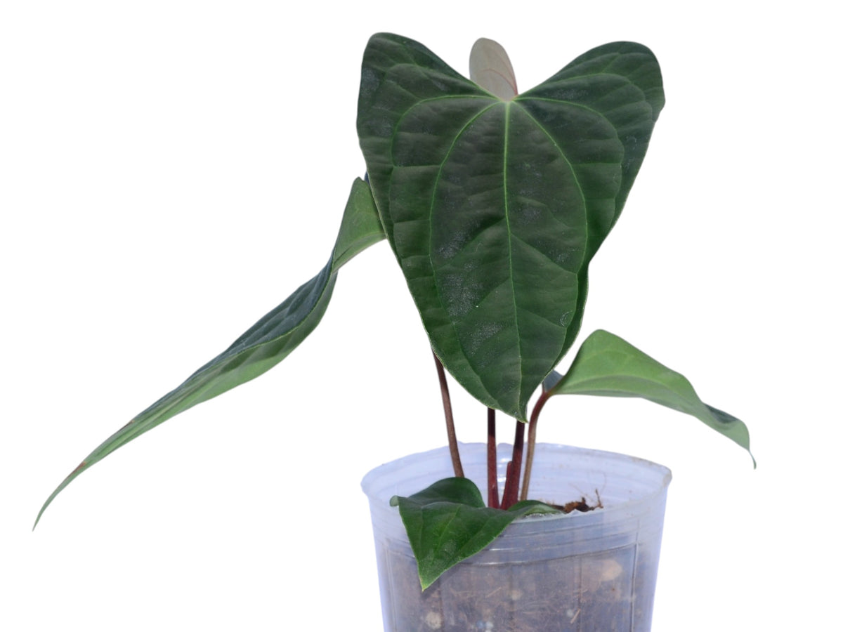 Anthurium besseae aff x Anthurium Sparkling River — Ecuagenera USA