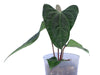 Anthurium besseae aff x Anthurium Sparkling River