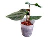 Anthurium besseae aff x Anthurium Velvety Night (seedling)