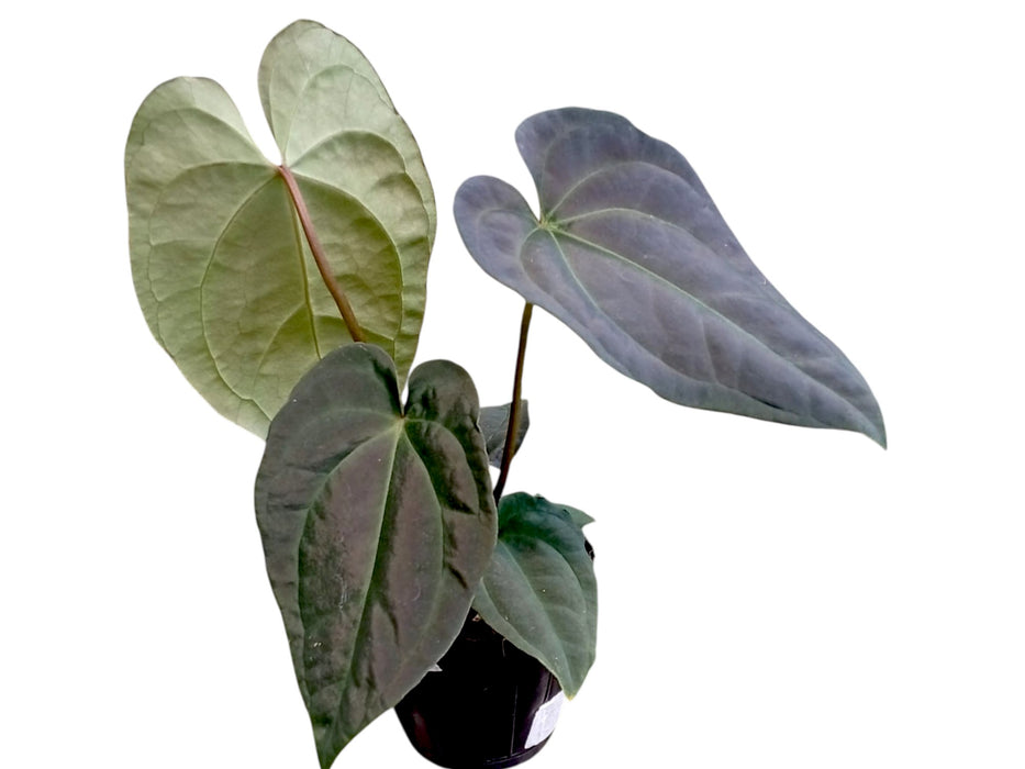 Anthurium besseae aff x Anthurium Velvety Night (seedling)