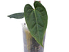 Anthurium Punta De Flecha (XS)