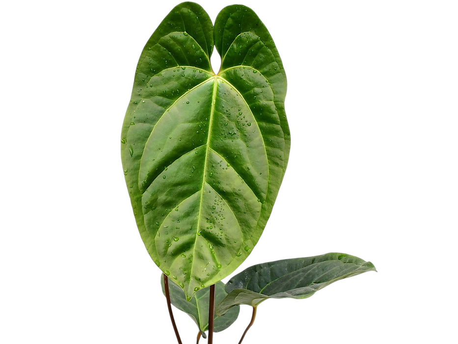 Anthurium besseae galaxy x aff