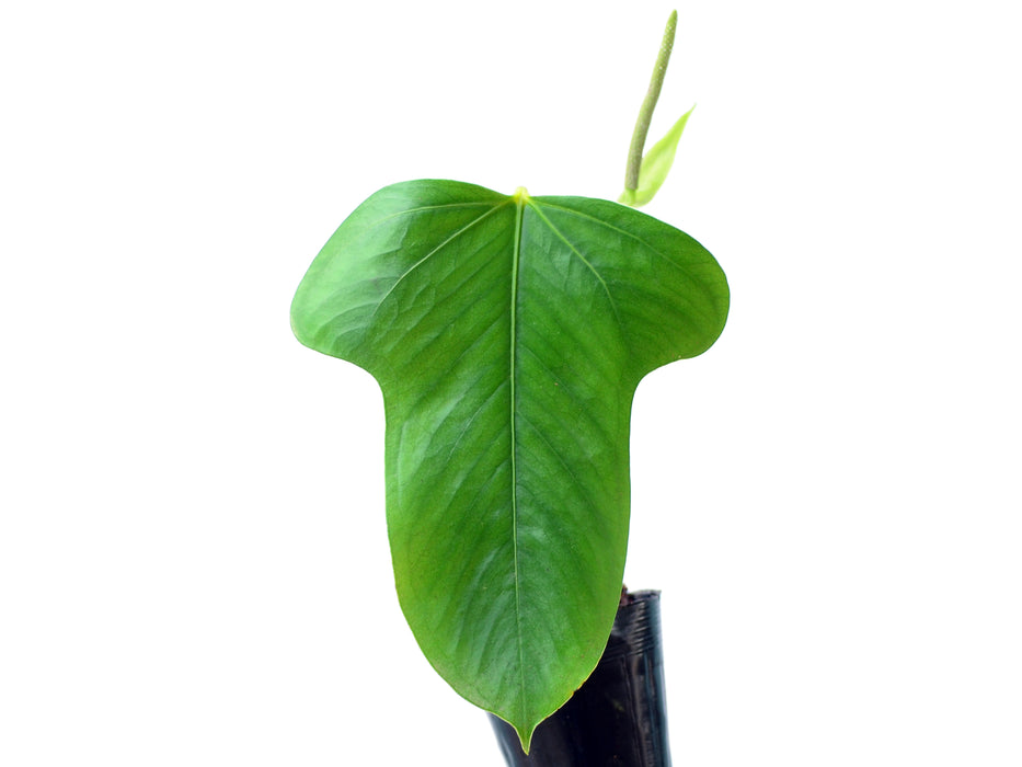 Anthurium bomboizense (medium)