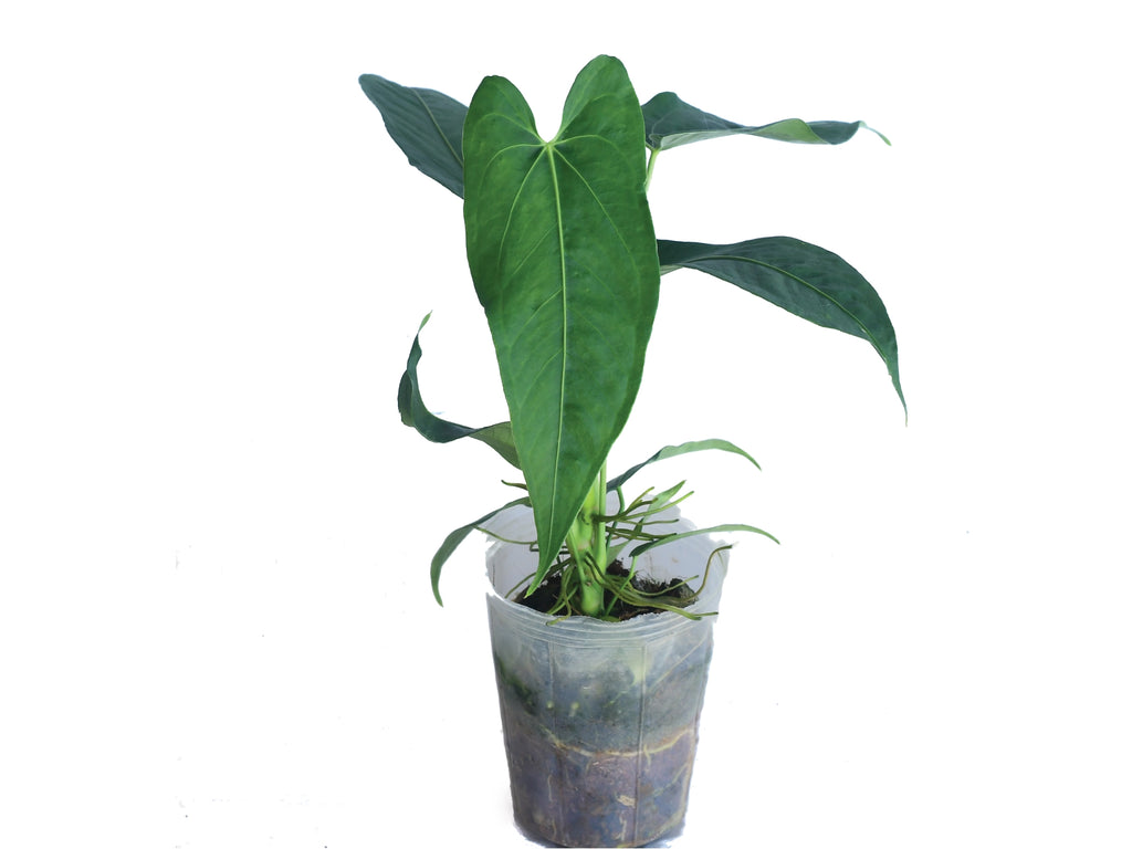 anthurium breviscapum Anthurium Short Mariposa