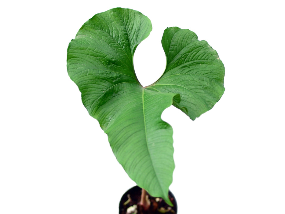 anthurium brownii price Anthurium brownii 5