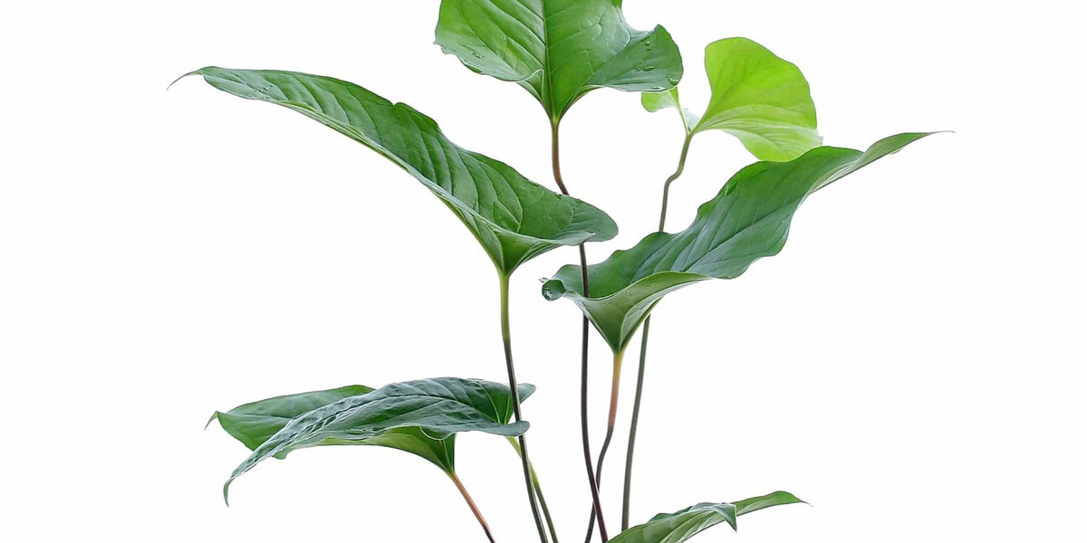 anthurium fiori marroni Anthurium brownii 5 — Ecuagenera USA Corp