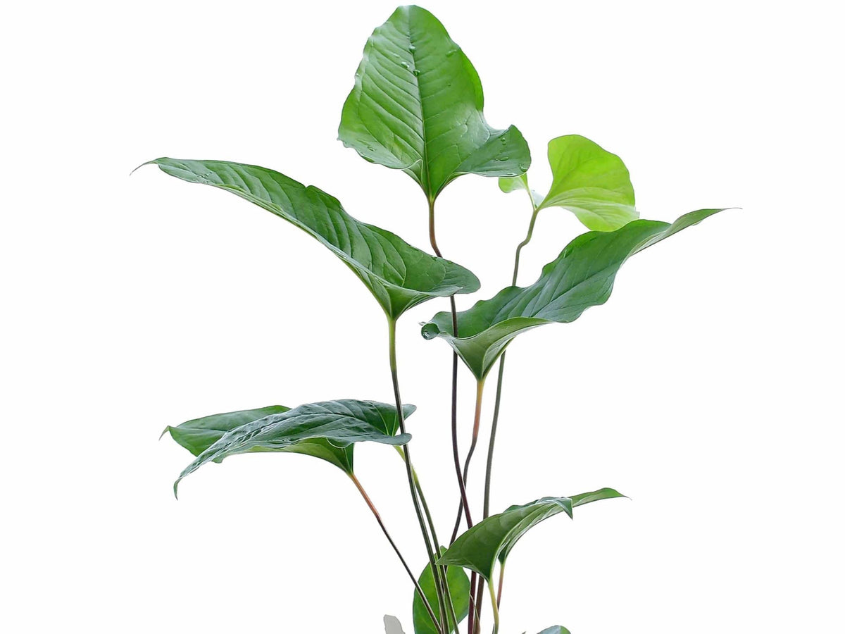 Anthurium brownii 5 — Ecuagenera USA Corp