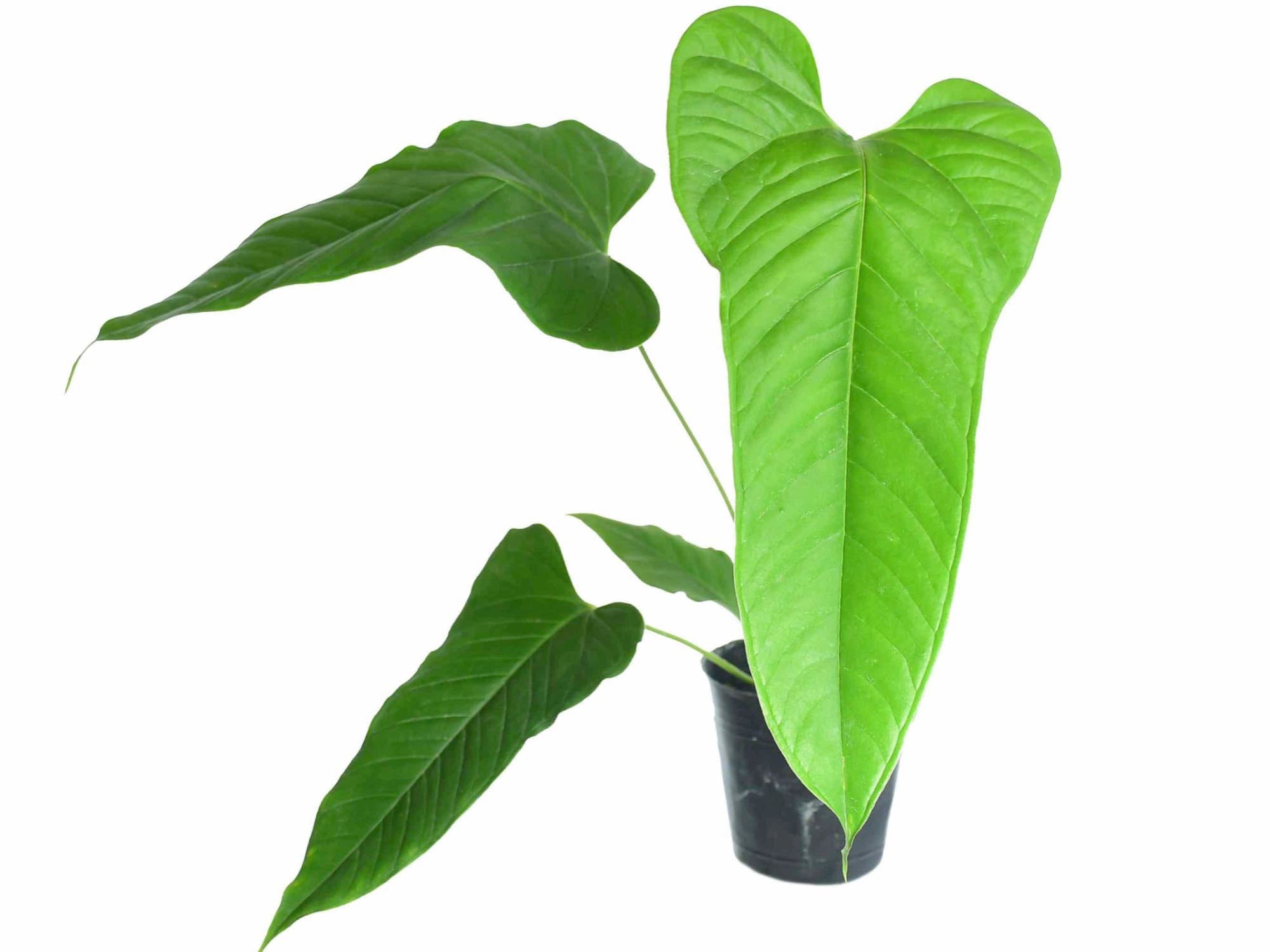 anthurium brownii masters Anthurium brownii 'Tambo' — Ecuagenera USA Corp