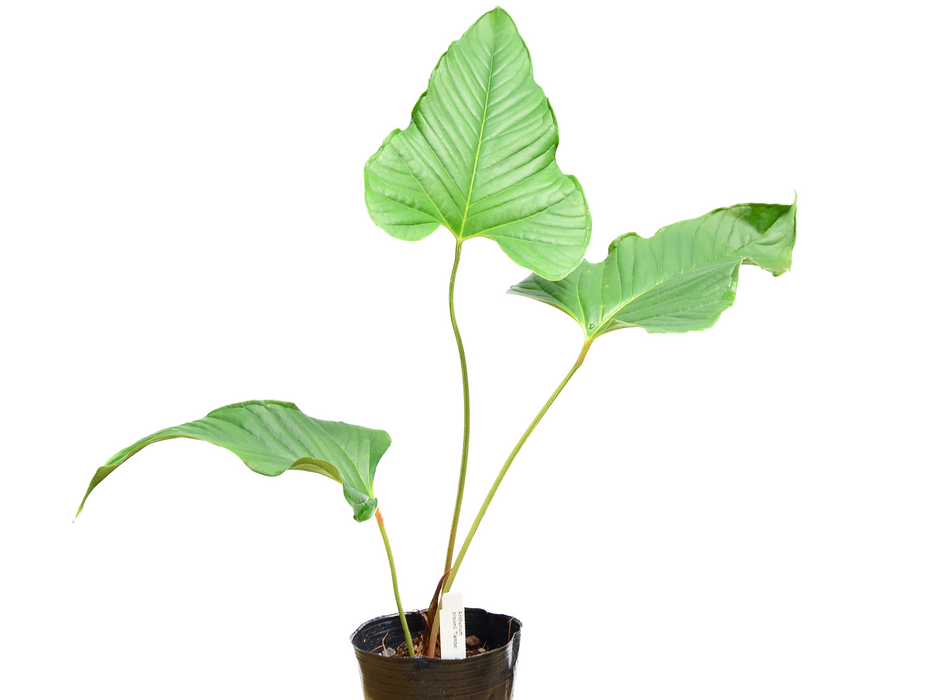 Anthurium brownii 'Tambo'