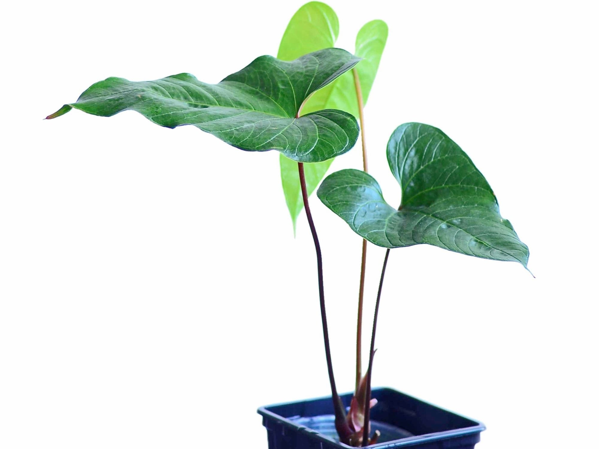 anthurium cabrerense Anthurium cabrerense — Ecuagenera USA Corp