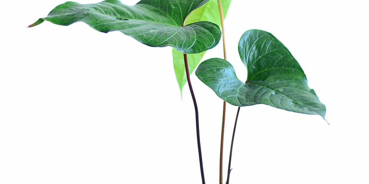 anthurium cay cee Anthurium cabrerense — Ecuagenera USA Corp
