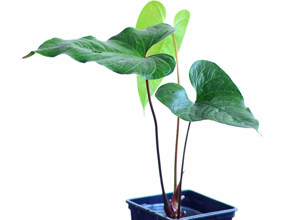 aircon anthurium Anthurium cabrerense — Ecuagenera USA Corp