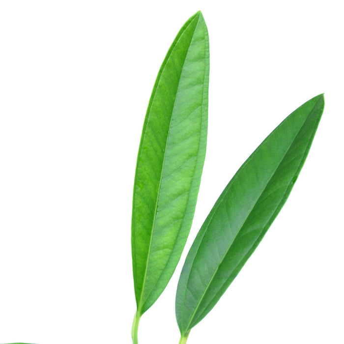 anthurium ca Anthurium cachabianum — Ecuagenera USA Corp
