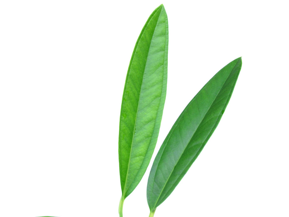 Anthurium cachabianum (seedling)