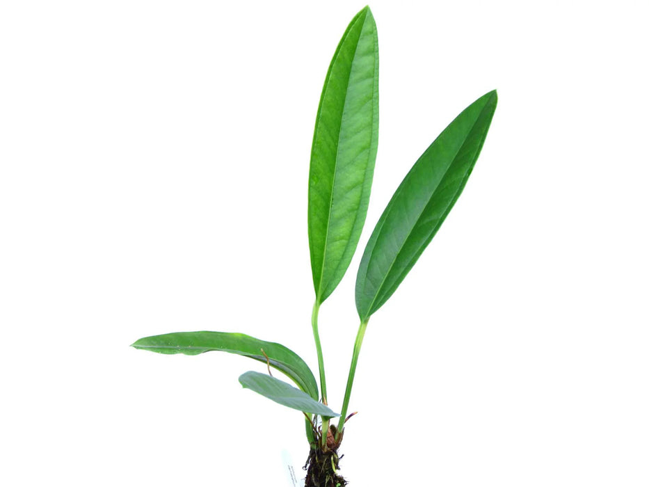 anthurium ca Anthurium cachabianum