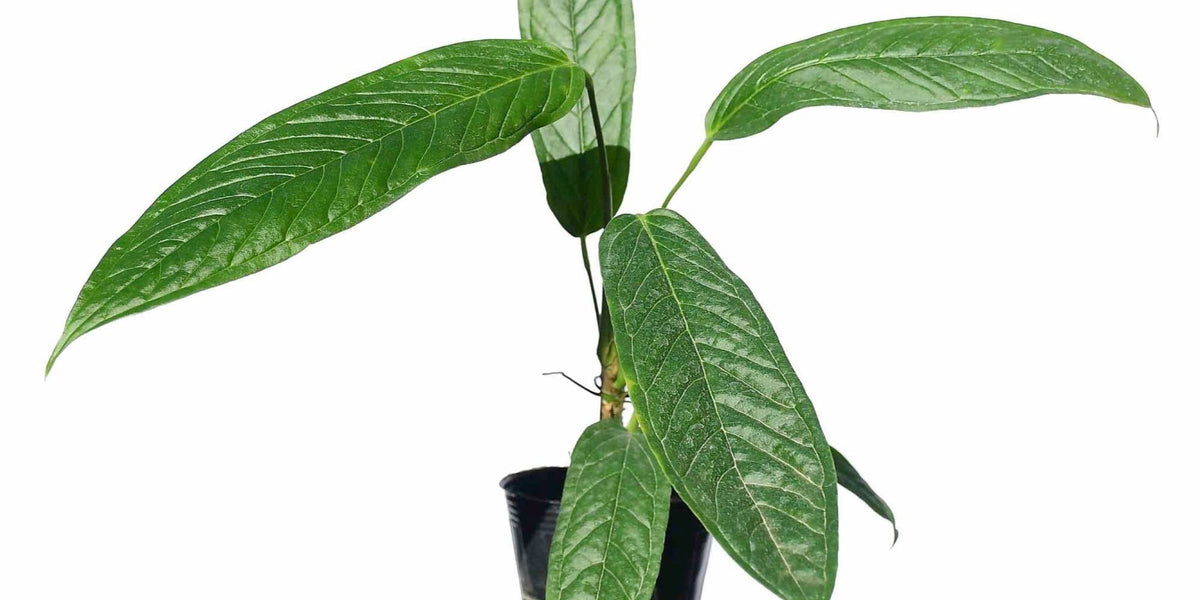 Anthurium carinatum