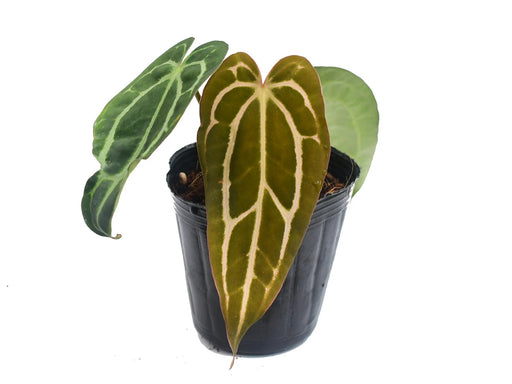 アンスリウム　Anthurium carlablackiae Anthurium carlablackiae — Ecuagenera USA Corp