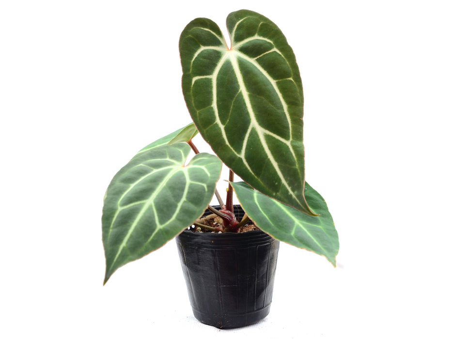 Anthurium carlablackiae x Anthurium besseae aff