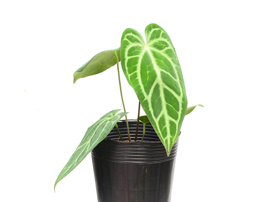 Anthurium carlablackiae x Anthurium Magnificent Silver