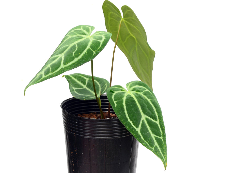 Anthurium carlablackiae x Anthurium Magnificent Silver