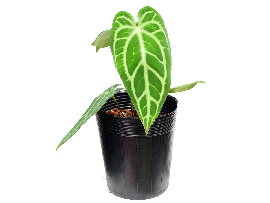 Anthurium carlablackiae x Anthurium Magnificent Silver