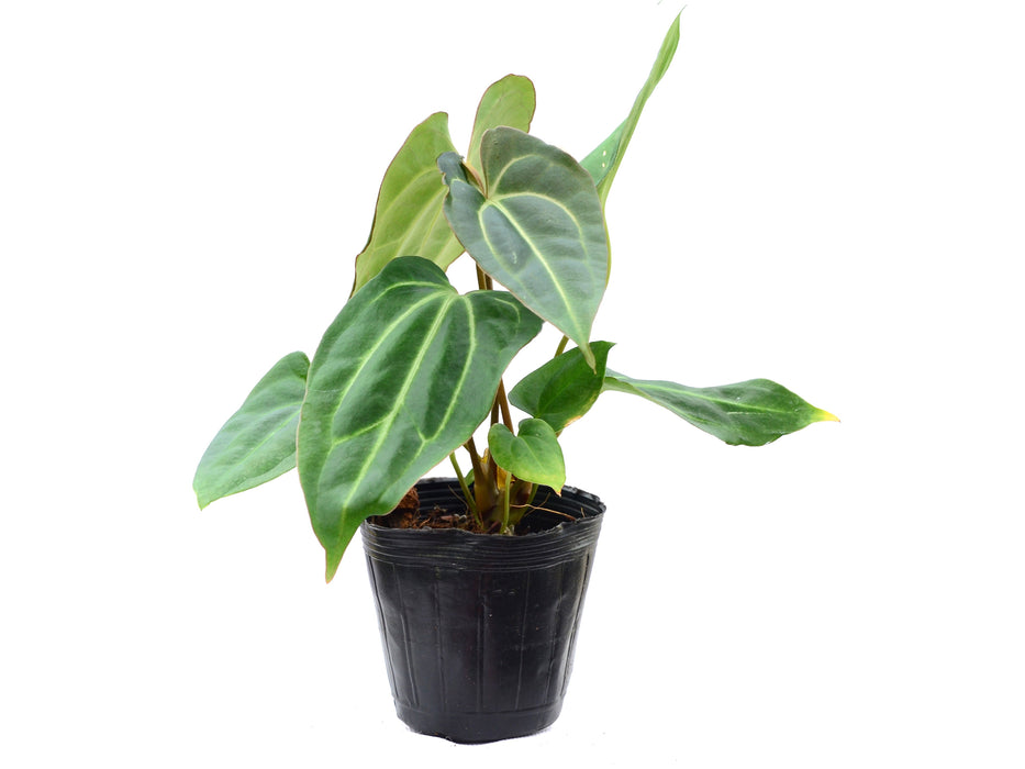 Anthurium carlablackiae x Anthurium besseae aff