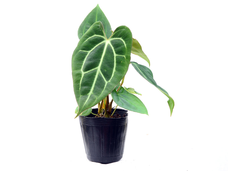 Anthurium carlablackiae x Anthurium besseae aff