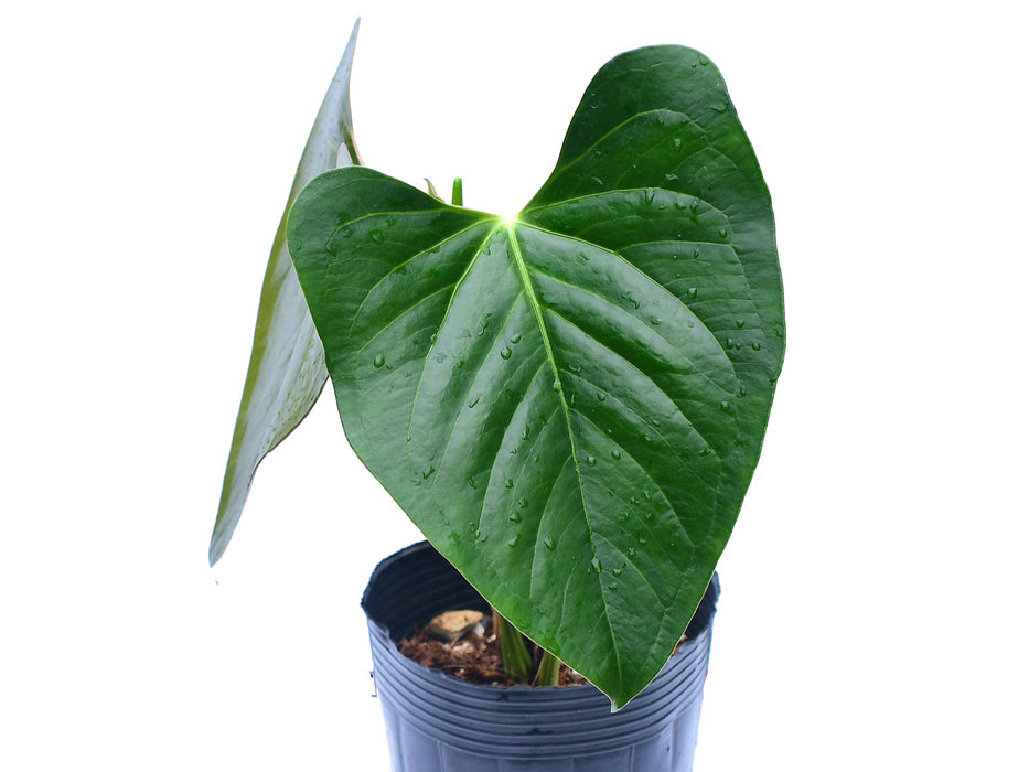 Anthurium cerrocampanense